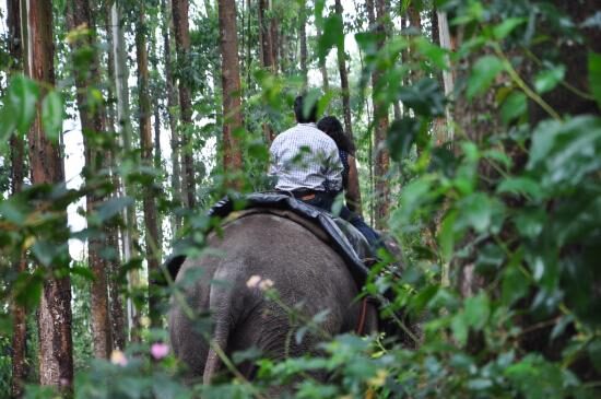 Carmelagiri Elephant Park – Munnar