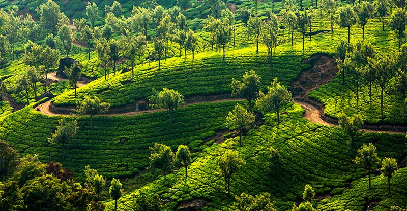 munnar