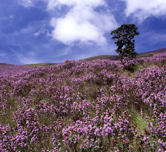 Visit Munnar