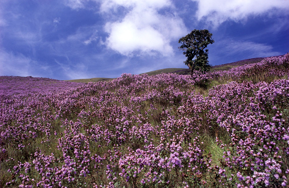 neelakurinji-03-L