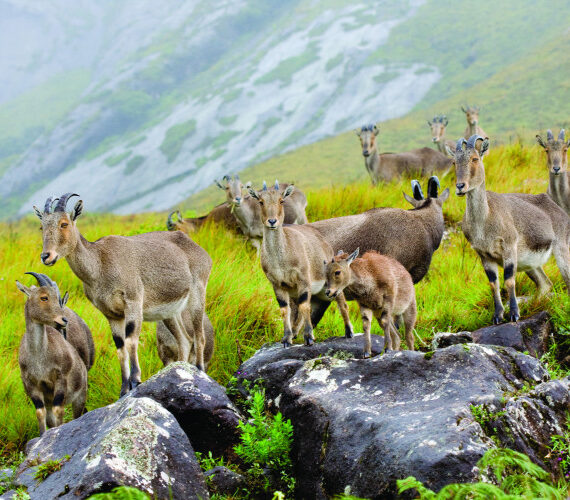 Eravikulam National Park