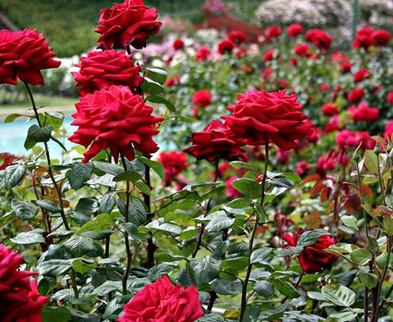 Rose Garden – Munnar