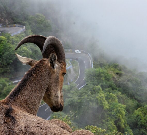 How to reach Munnar from Cochin airport