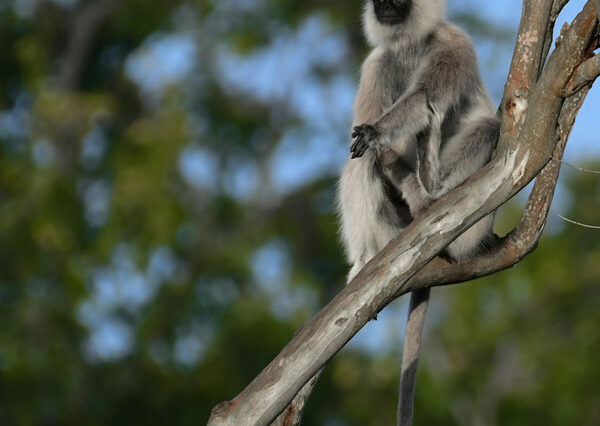 Bandipur National Park Safari