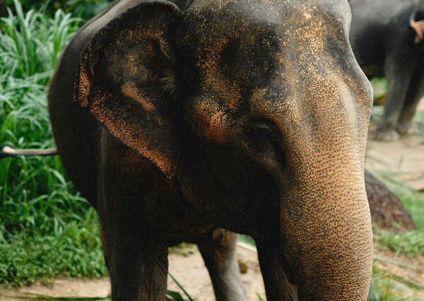Elephant Safari in Thekkady