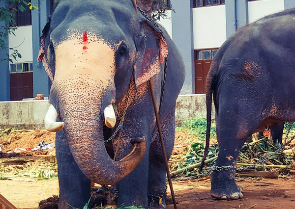 Elephant Safari in Munnar