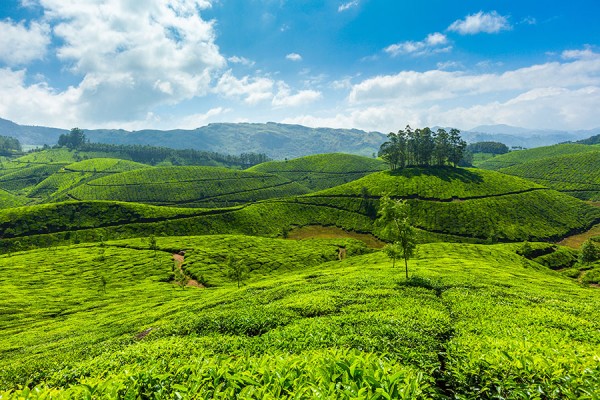 Kochi Munnar Thekkady Alappuzha Tour - 5 Days