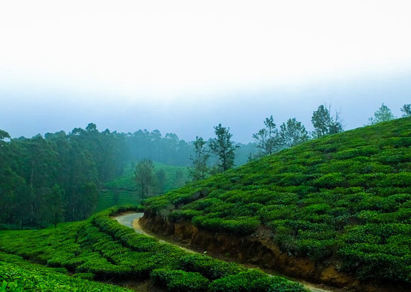 Munnar Day Tour