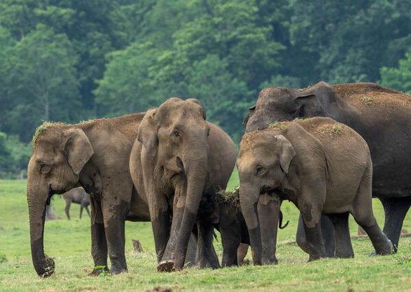Nagarhole National Park Safari